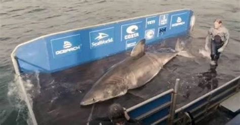 Giant 17ft Great White Shark Labeled Queen Of The Ocean Caught Weighing At 3500lbs