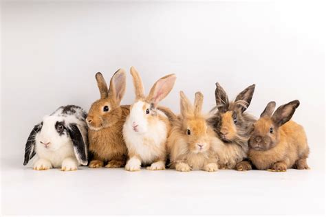 Best Rabbits For Pets Bunny Breeds Andy By Anderson Hay Blog