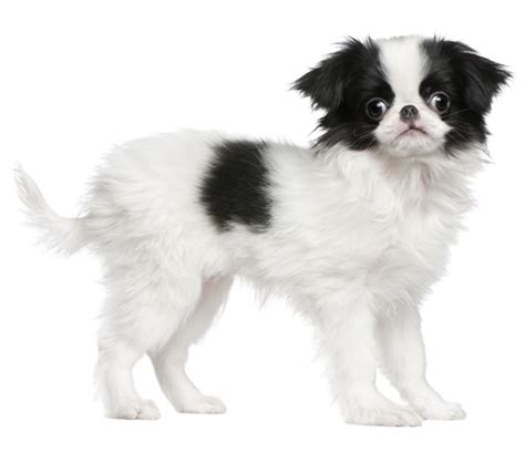 Japanese Chin Dog Breed Health History Appearance Temperament And