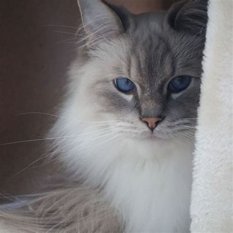 Floyd Blue Point Lynx Mitted Ragdoll Cat Cute Cats And Kittens Kitty
