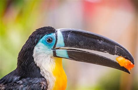 Toucan With Multiple Colors With Something In Its Beak Stock Image