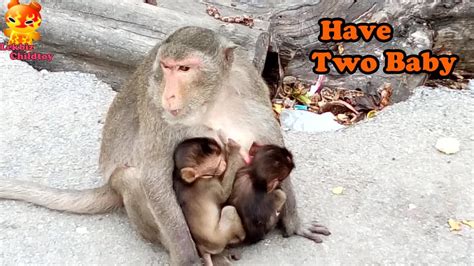 Mom Monkey Has Two Baby Monkeys Youtube