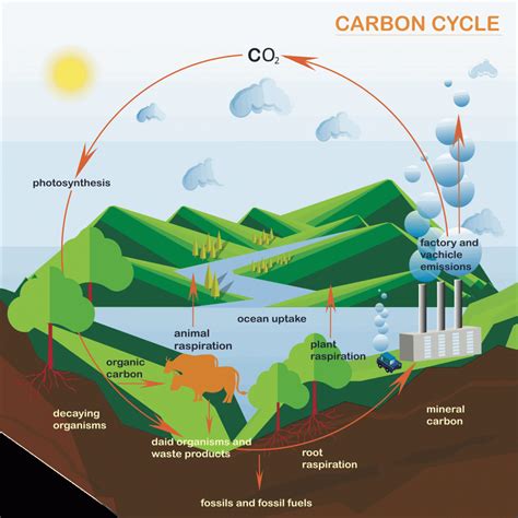 Processes And Pathways Of The Carbon Cycle A Level Geography