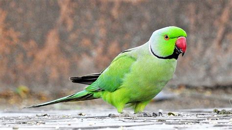 Indian Parrot Hd Wallpapers Top Free Indian Parrot Hd Backgrounds