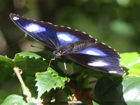Blue Moon Butterfly Butterflies Of New Zealand · Inaturalist Nz