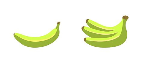 Unripe Green Banana Vector Fruits Illustration Concept Raw Ripening