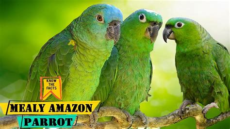 Mealy Amazon Parrot Understanding The Beauty Of Mealy Amazon Parrots Youtube