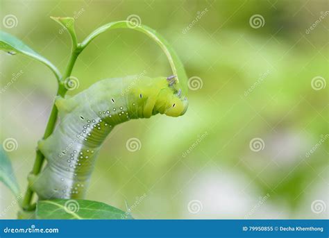 Green Chubby Worm Stock Image Image Of Background Insect 79950855