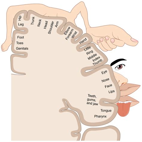 File 1421 Sensory Homunculus  Wikimedia Commons