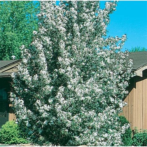 Lowes 364 Gallons White Flowering Sugar Tyme Crabapple In Pot With