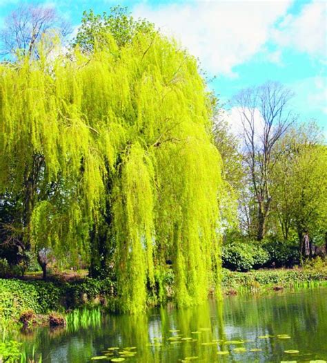 Weeping Willows What Gardeners Should Know Royal Examiner