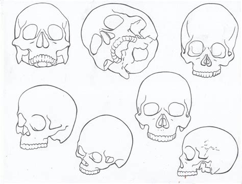Line Drawing Skull Study By Theannastazia On Deviantart