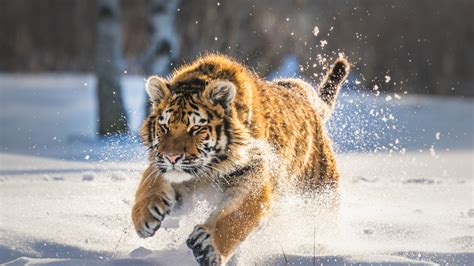 2560x1440 Cute Tiger Cub Running 1440p Resolution Hd 4k Wallpapers Images Backgrounds Photos