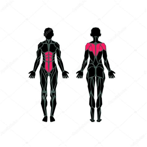 Polygonal Anatomy Of Female Muscular System Exercise And Muscle Guide