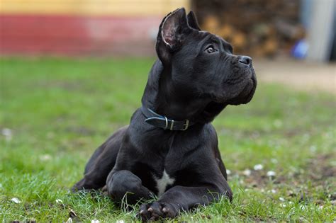 Cane Corso Dog Breed Characteristics And Care