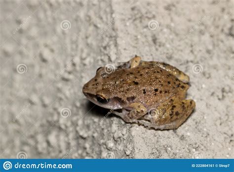 Rio Grande Chirping Frog Eleutherodactylus Cystignathoides. Stock Image