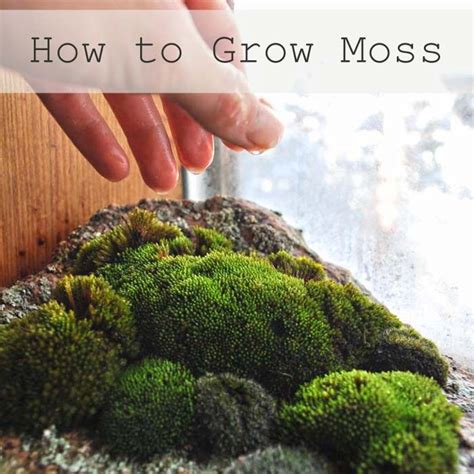 Life Hacks How To Grow Moss To Purify Air And Maintain Optimal