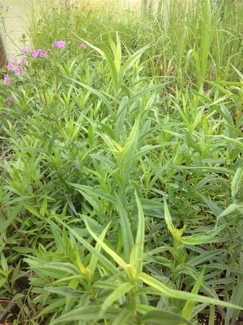 Phlox Glaberrima Subsp Interior Possibility Place