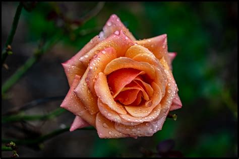 Tuscan Sun Tuscan Sun Floribunda Rose Growing At The Sw Flickr