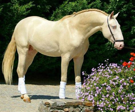 Perlino Lusitano Stallion Perlino Horse Andalusian Horse Arabians