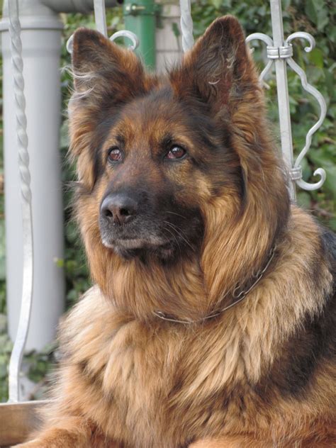 Beautiful King Shepherd Dog