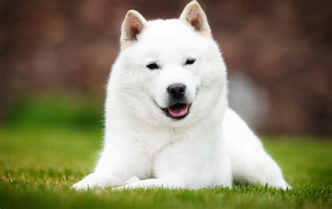 Hokkaido Dog Your Complete Breed Guide To Ainu Dog The Goody Pet