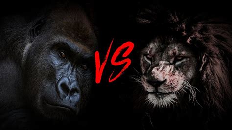 Today we will compare lion and gorilla with stars. Gorilla Vs Lion, Who Wins? | A Definitive Science Backed ...