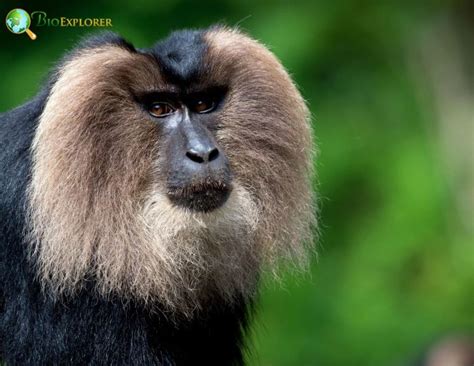 Lion Tailed Macaque Characteristics Macaca Silenus Facts