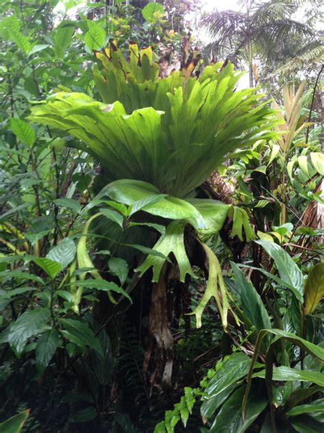 Bezona Column Myanmar Forests Have Stagehorn Ferns Too West Hawaii