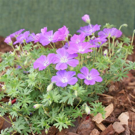What To Plant With Hardy Geraniums