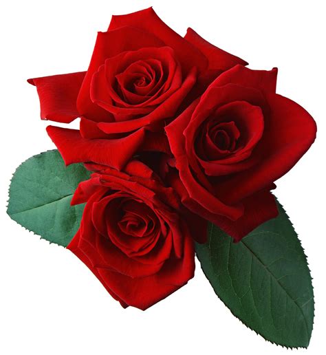 Red Rose Png With Leaf Transparent
