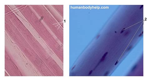 Muscles of a human body there are more than 600 muscles in our body. Skeletal Muscle Tissue - Human Body Help