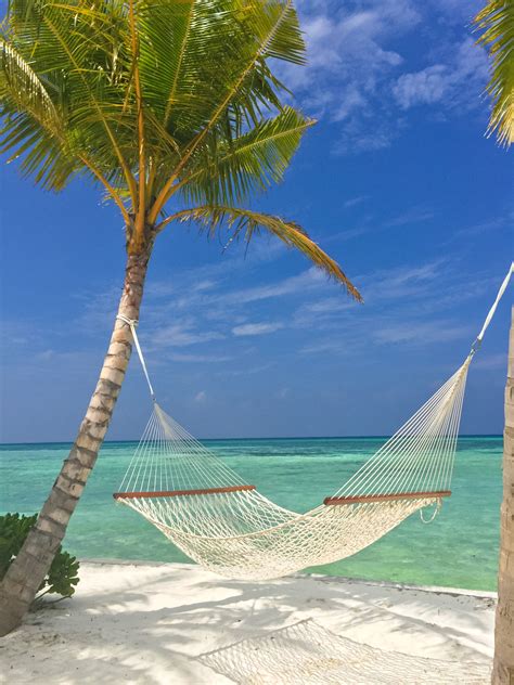 Beach With Palm Trees And Hammock