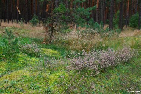 An einem tag im winter. An einem Tag im Wald (7) Foto & Bild | landschaft, wald ...
