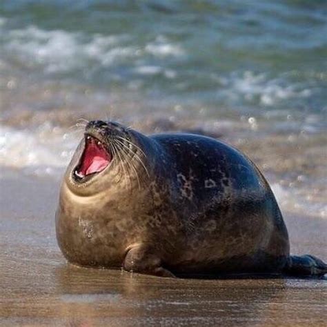 15 Funny Laughing Seal Images For You To Laugh Out Loud