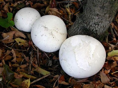 In Pursuit Of Giant Puffballs The Queen Of Edible Mushrooms The