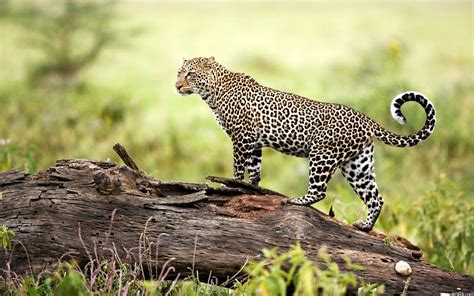Leopard Wildlife Wallpapers Hd Wallpapers Id 9660
