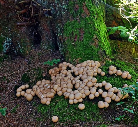 Zahllose Pilze Foto And Bild Pflanzen Pilze And Flechten Landschaft