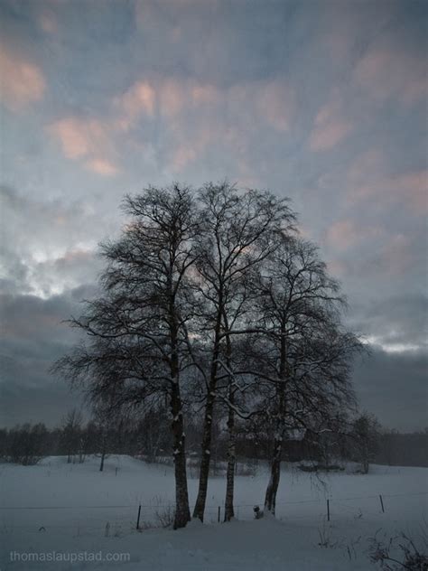 Picture Of Winter Birch Trees And Evening Sky On Nesodden Norway