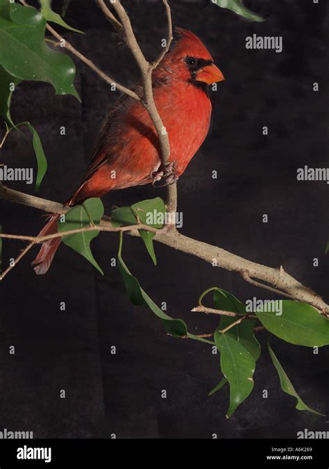 Cardinal Nest High Resolution Stock Photography And Images Alamy