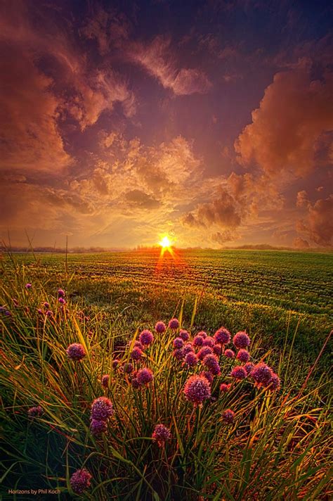 Summer Field At Sunset Marvelous Nature