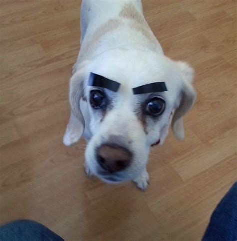 Tastefully Offensive On Tumblr Dogs With Eyebrows Funny Eyebrows Dogs