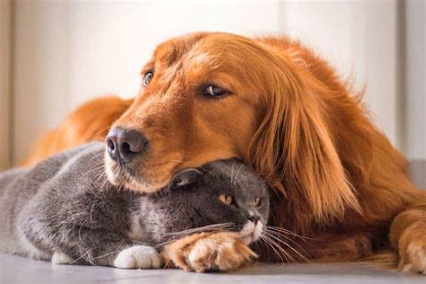 Are Golden Retrievers Good With Cats Explained Loyal Goldens