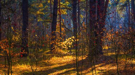 🇺🇦 Autumn Forest Kiev Ukraine By Mykhailo Sherman 🍂 Autumn Forest
