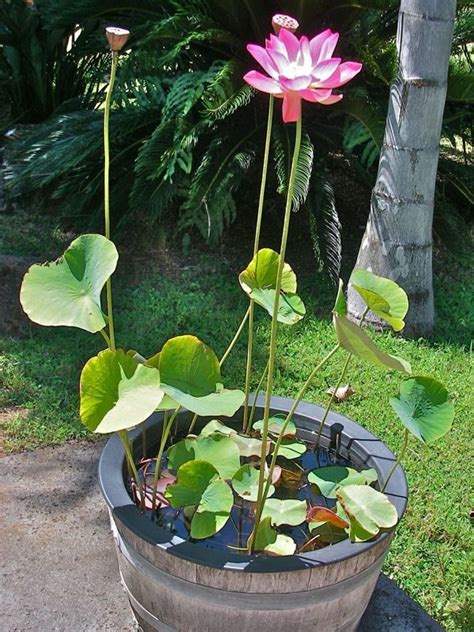 How To Grow Lotus Water Lily Bonsai Seed