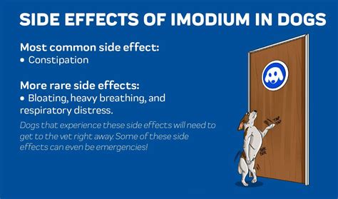 Imodium For Dogs A Full Explanation Innovet Pet