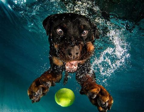 These Underwater Dog Photos Will Make Your Day Barnorama