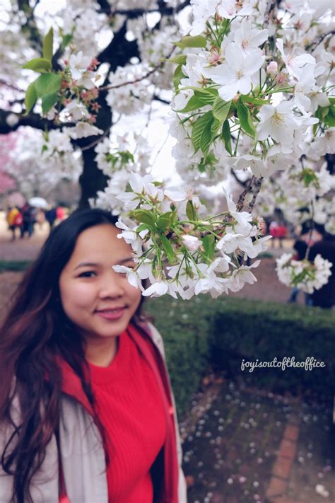 Japan Chasing Cherry Blossoms In Shinjuku Gyoen National Garden Tokyo