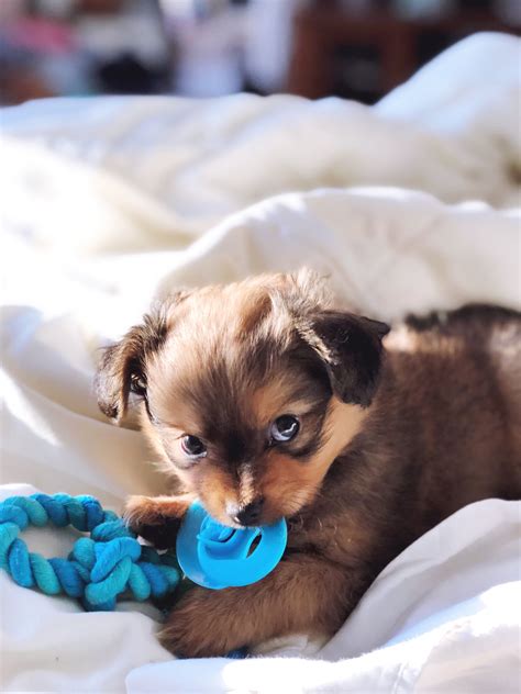 Cuteness overload! #pompom puppy | Puppies, Animals, Cuteness overload