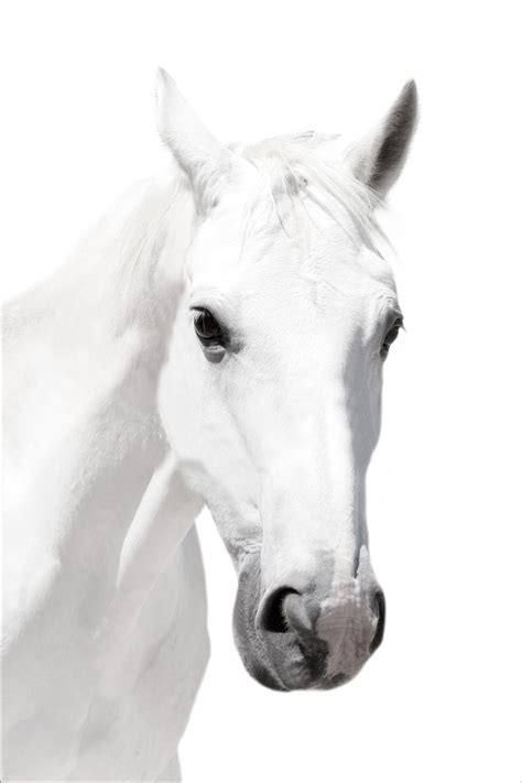 Free Photo White Horse Animal Trees Soil Free Download Jooinn